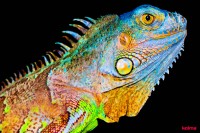 KOLMA Schreibunterlage Chameleon 50x34cm, 35.557.20 KOLMA Schreibunterlage Chameleon 50x34cm, 35.557.20