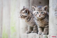 KOLMA Schreibunterlage Katzenkinder 50x34cm, 35.554.20